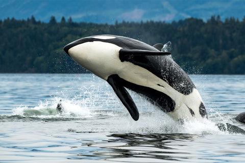 Orca Brushed Microfiber Toweling