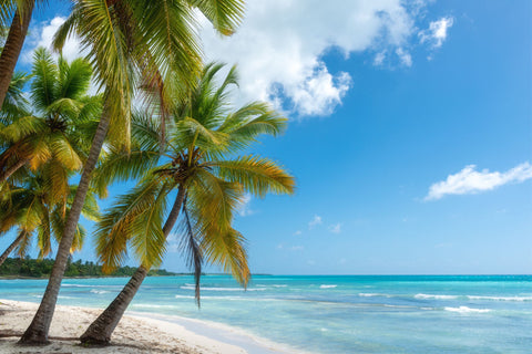 Palm Tree Beach Brushed Microfiber Toweling
